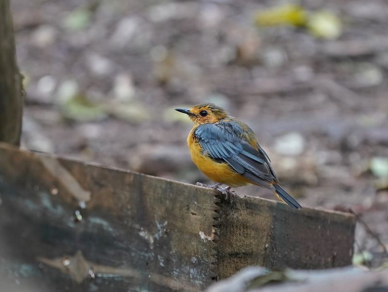 Nataljanfrederik / Red-capped Robin-chat