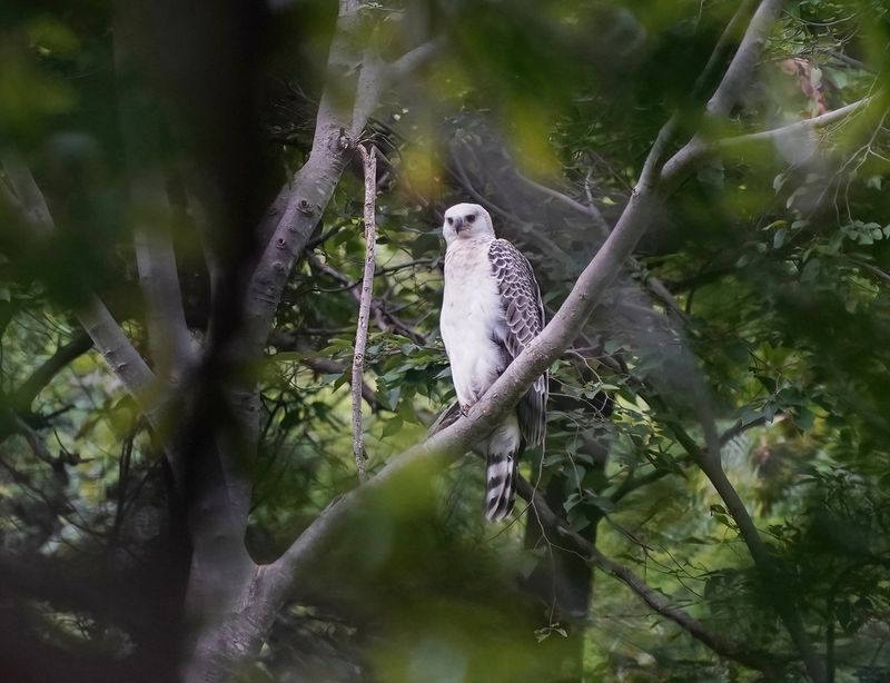 Kroonarend / Crowned Eagle