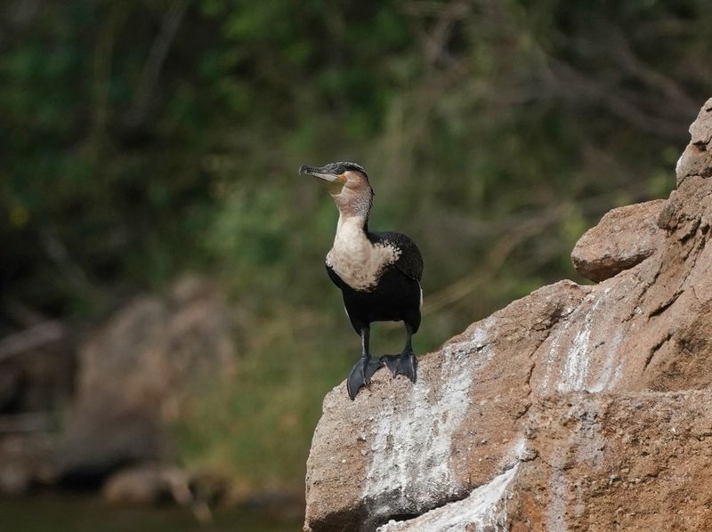 Witborsduiker / White-breasted Cormorant
