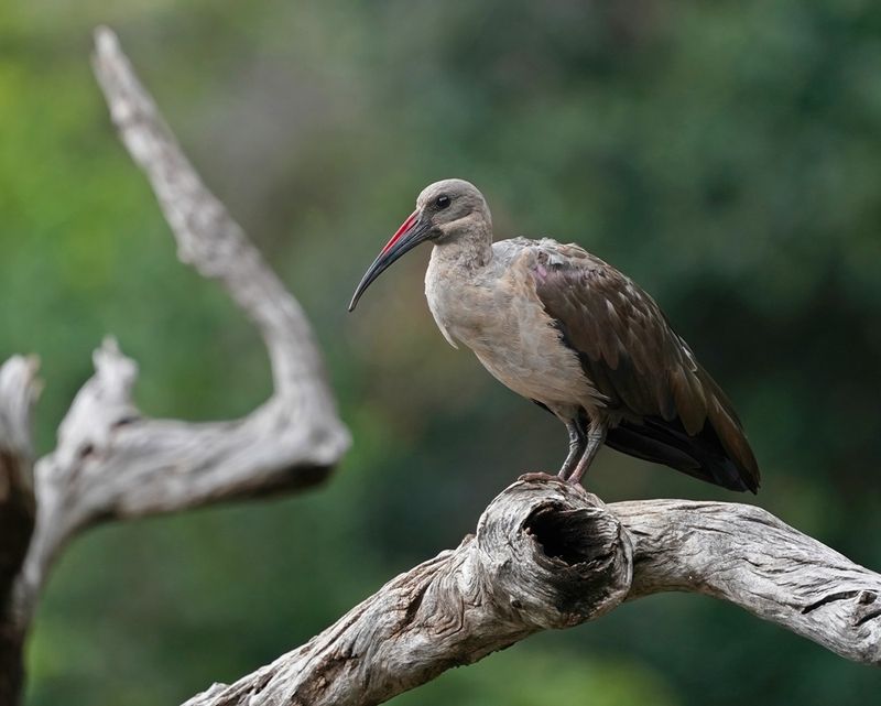 Hadeda / Hadada Ibis