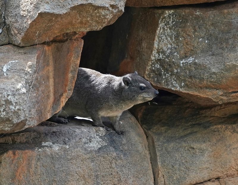 Klipdassie / Dassie / Rock Hyrax