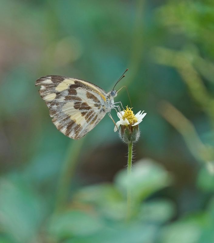 Kwagga / Zebra White