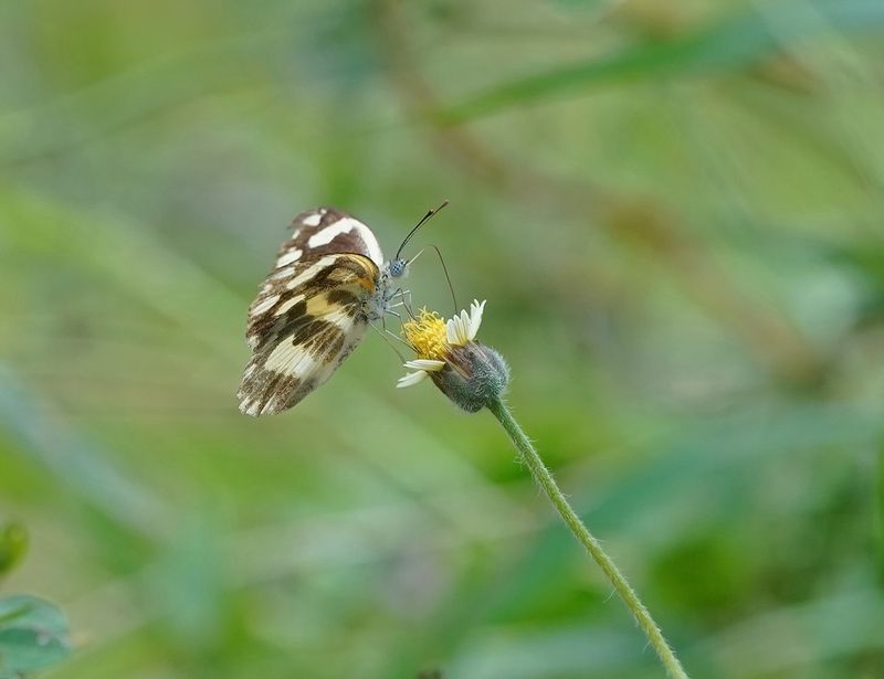 Kwagga / Zebra White