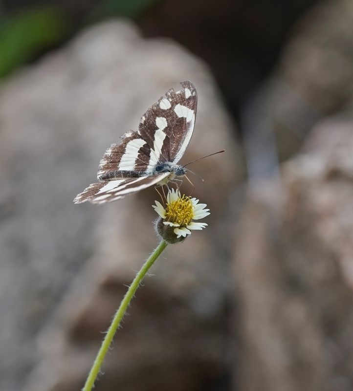 Kwagga / Zebra White