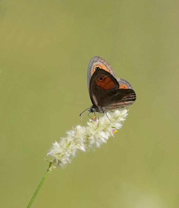 Skimbruintjie / Orange Lined Ringlet