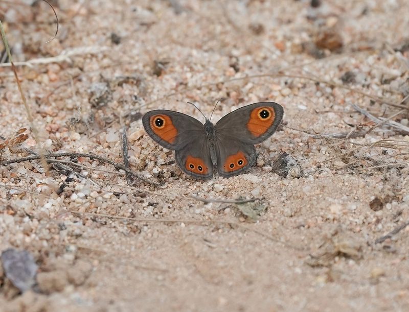 Skimbruintjie / Orange Lined Ringlet