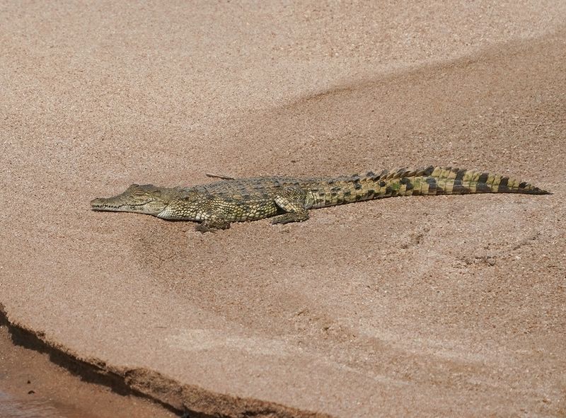 Krokodil / Nile Crocodile