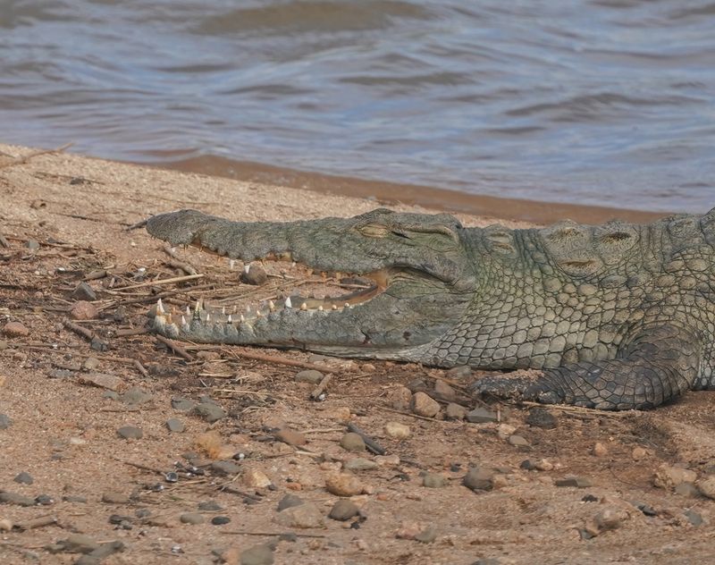 Krokodil / Nile Crocodile