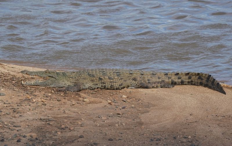 Krokodil / Nile Crocodile