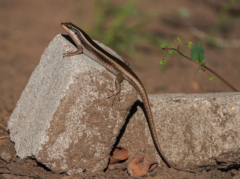 Gestreepte Gladde Akkedis / Striped Skink