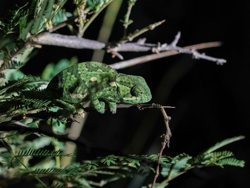 Verkleurmannetjie / Flap-necked Chameleon