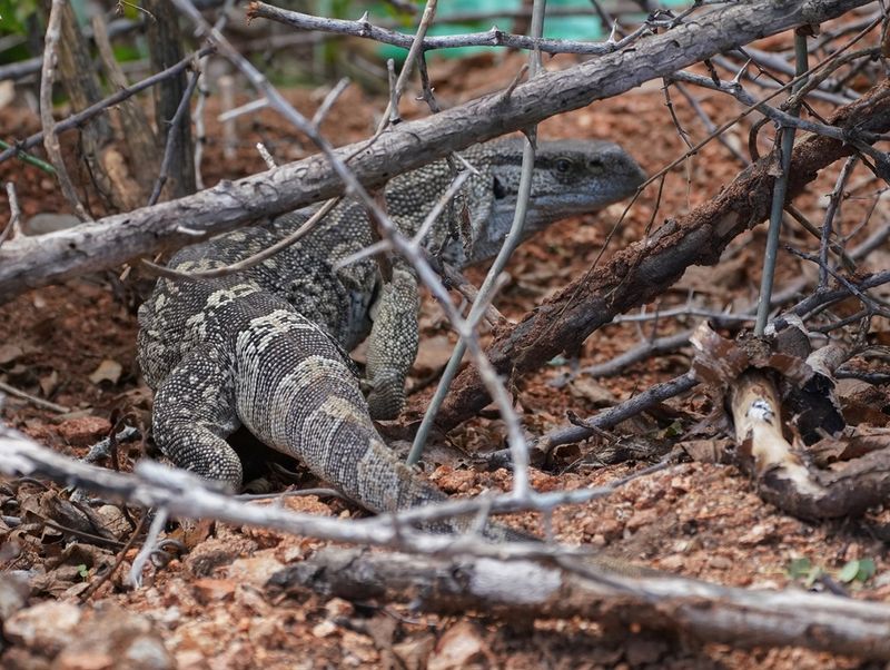 Veldlikkewaan / Rock Monitor