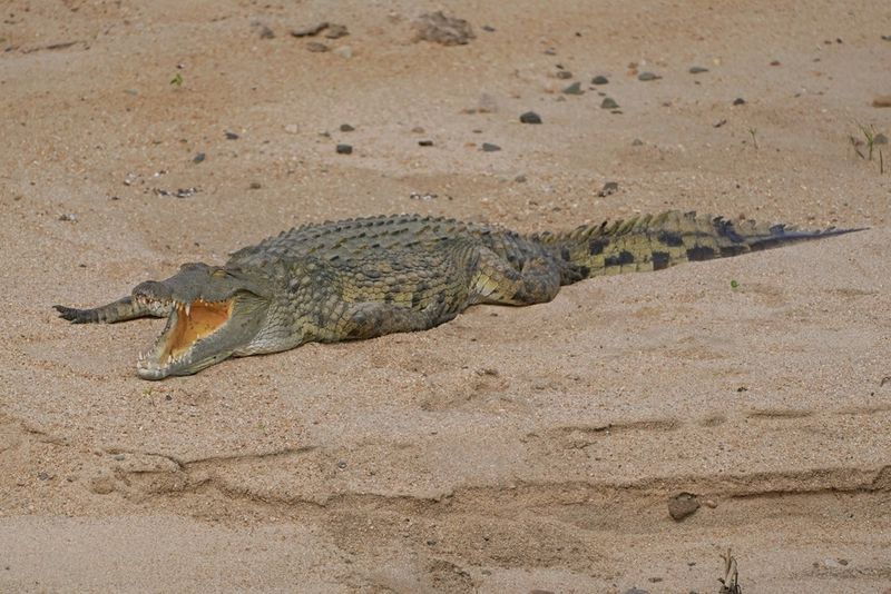 Krokodil / Nile Crocodile