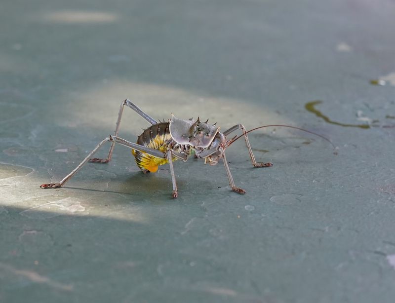 Gepantserde Kriek / Armoured Ground Cricket