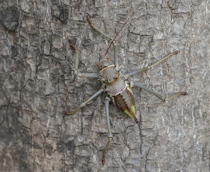 Gepantserde Kriek / Armoured Ground Cricket