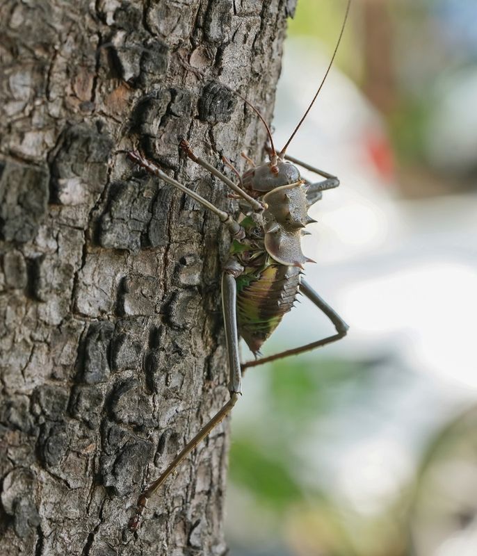 Gepantserde Kriek / Armoured Ground Cricket