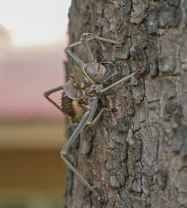 Gepantserde Kriek / Armoured Ground Cricket