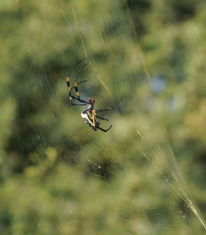 Goue Wawielspinnekop / Golden Orb-web Spider