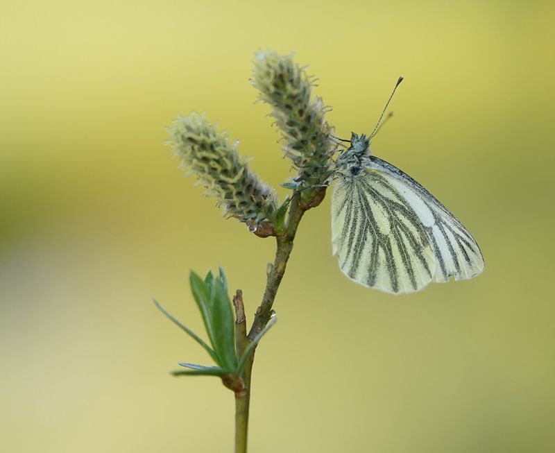 Klein Geaderd Witje / Green-veined White