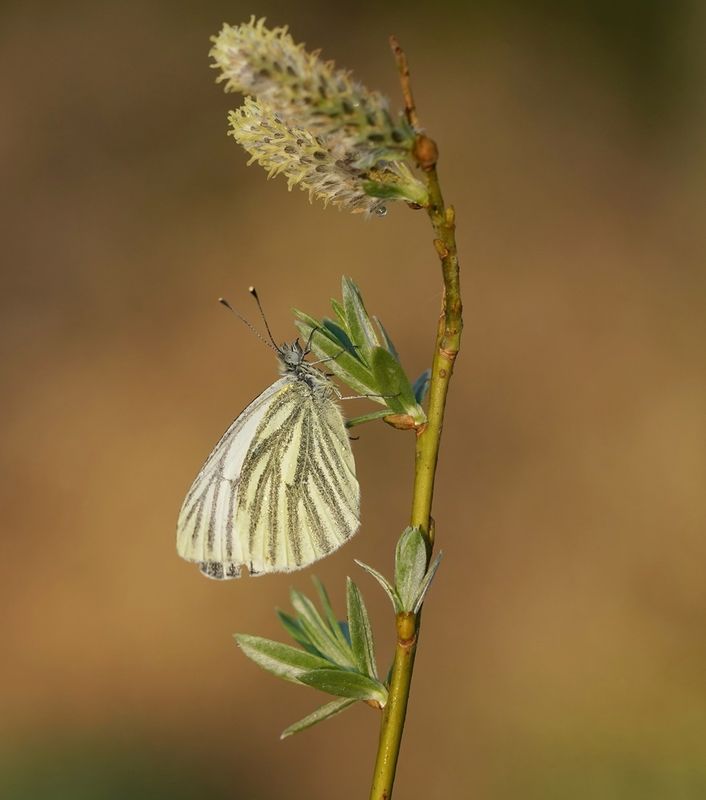 Klein Geaderd Witje / Green-veined White
