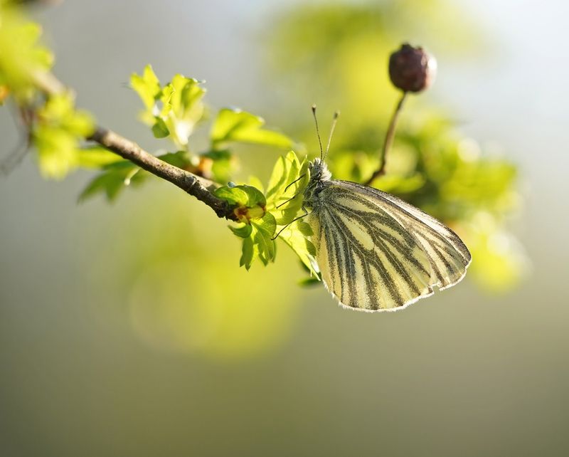Klein Geaderd Witje / Green-veined White