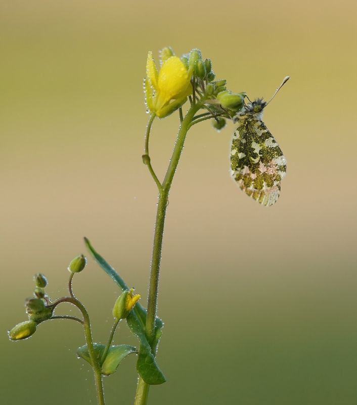 Oranjetipje / Orange-tip