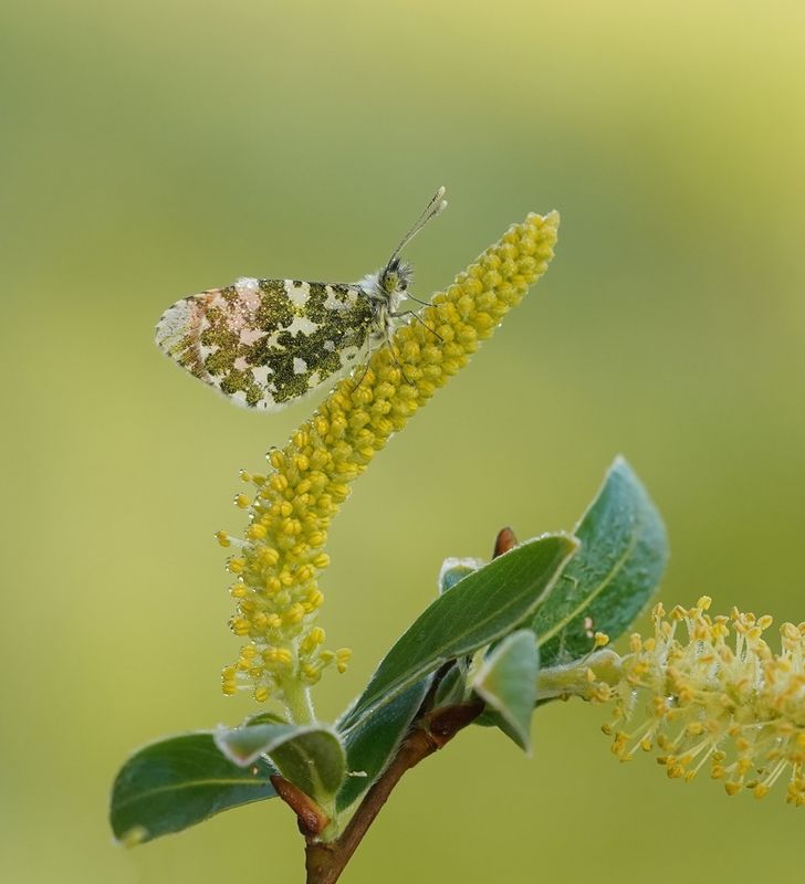Oranjetipje / Orange-tip