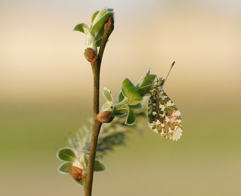 Oranjetipje / Orange-tip