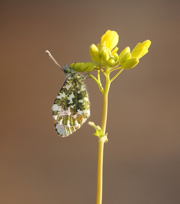 Oranjetipje / Orange-tip