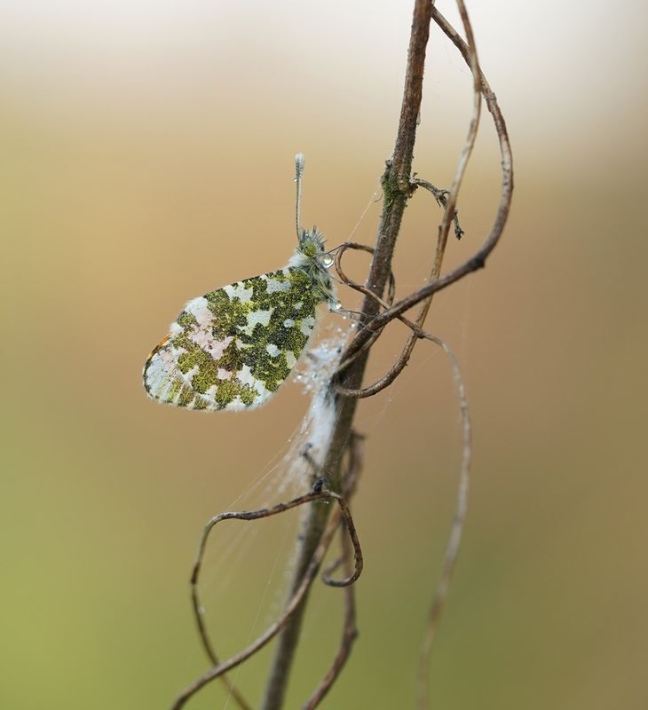 Oranjetipje / Orange-tip