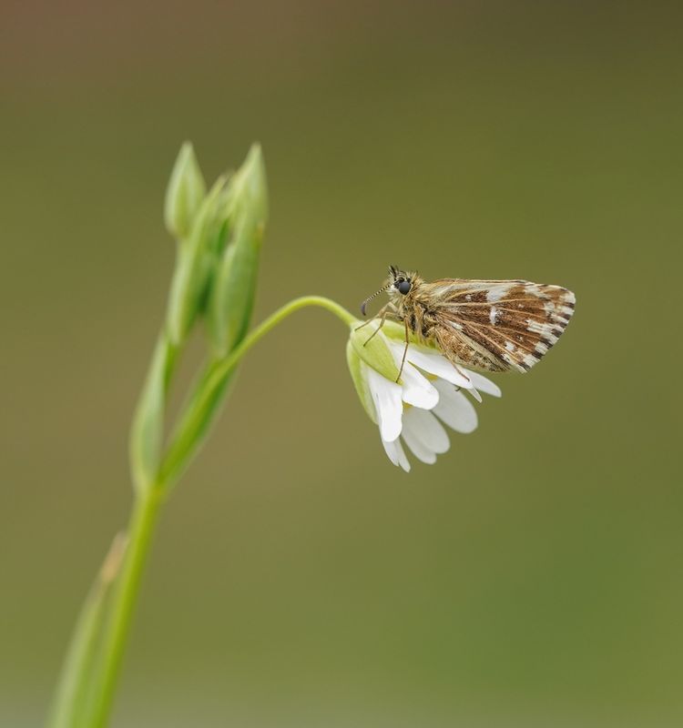 Kalkgraslanddikkopje / Red Underwing Skipper