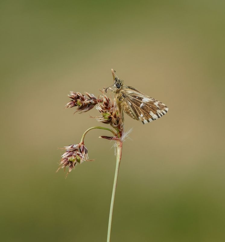 Kalkgraslanddikkopje / Red Underwing Skipper