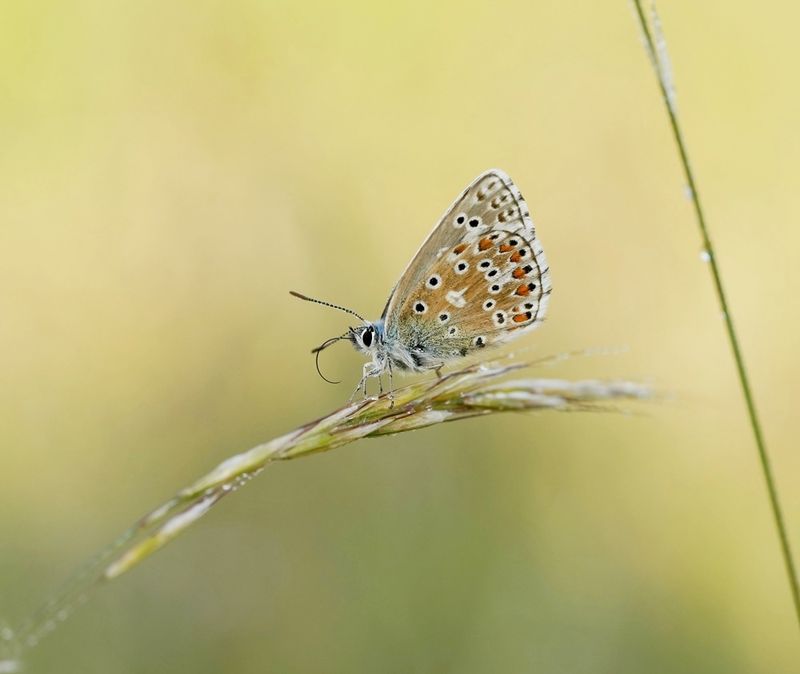 Adonisblauwtje / Adonis Blue