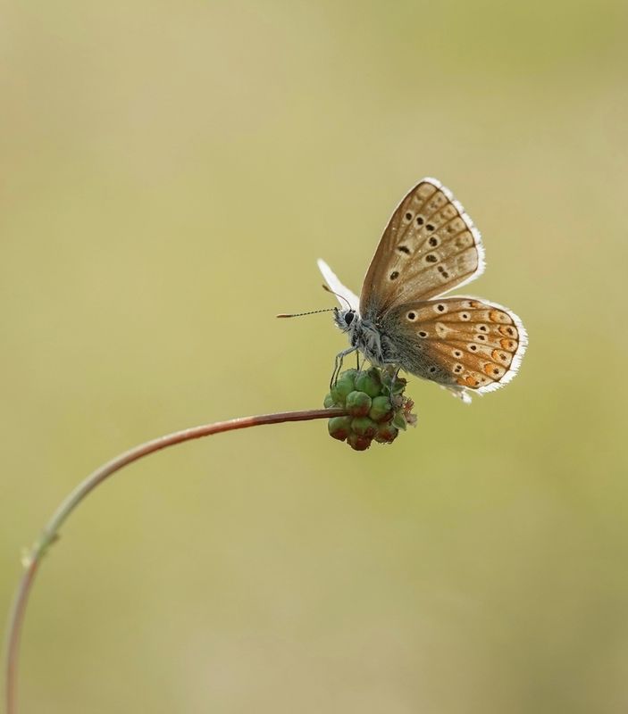 Adonisblauwtje / Adonis Blue