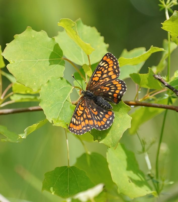 Roodbonte Parelmoervlinder / Scarce Fritillary