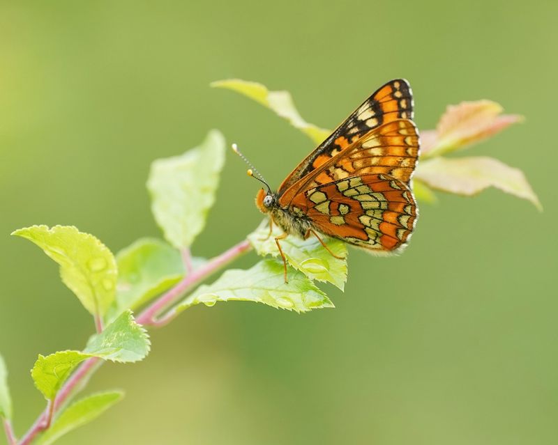 Roodbonte Parelmoervlinder / Scarce Fritillary