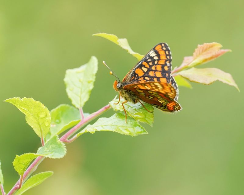 Roodbonte Parelmoervlinder / Scarce Fritillary
