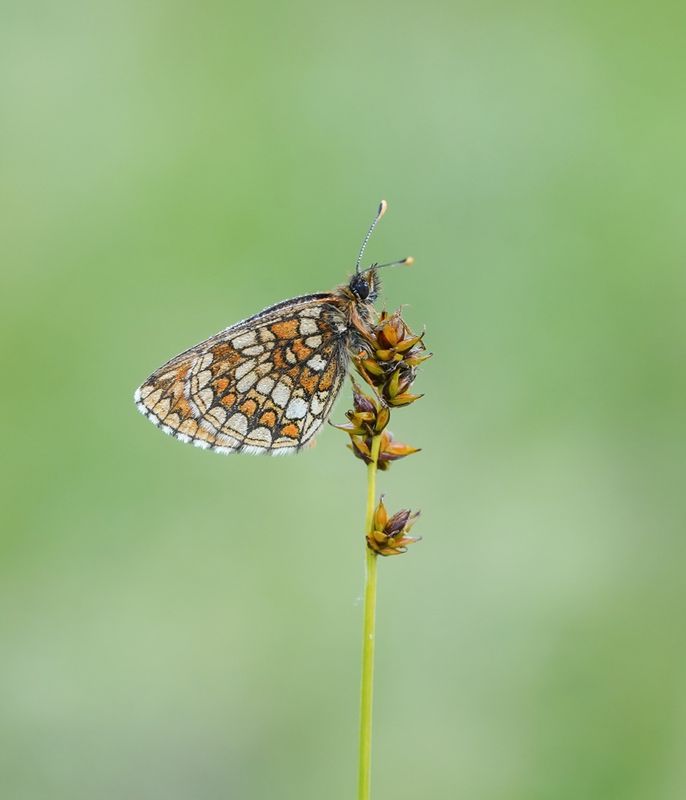 Oostelijke parelmoervlinder / Assmanns Fritillary