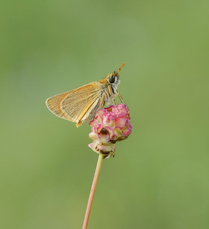Geelsprietdikkopje / Small Skipper