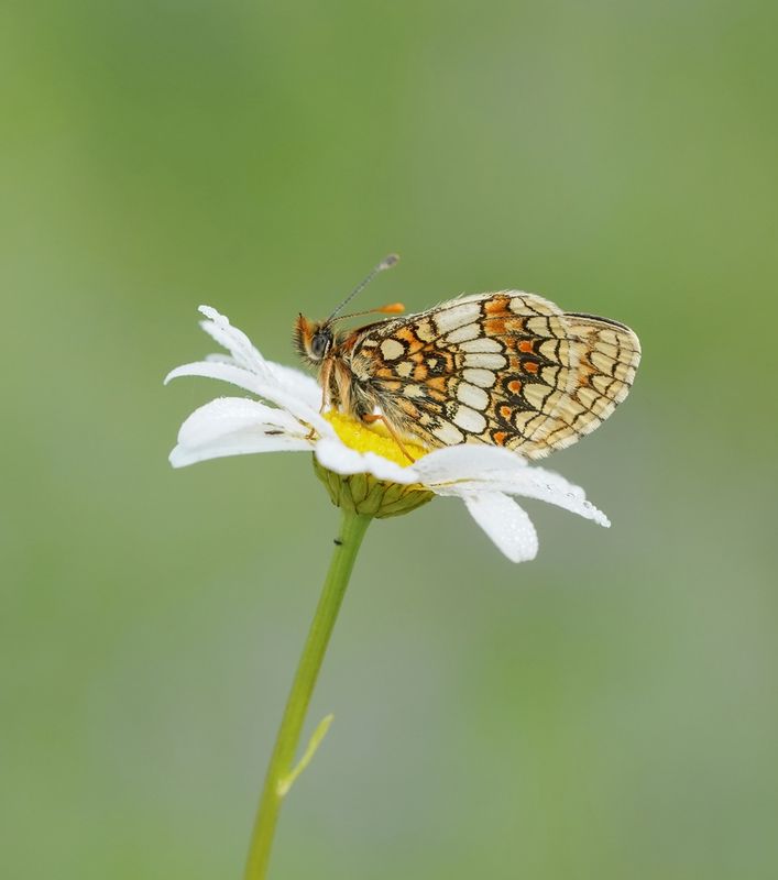 Oostelijke parelmoervlinder / Assmanns Fritillary