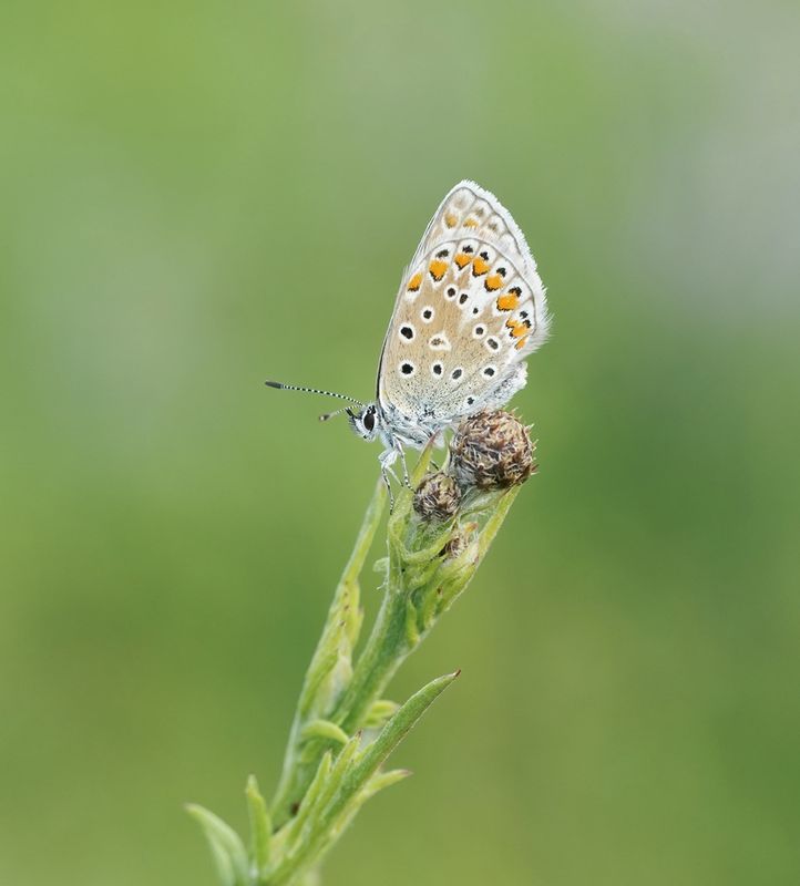 Esparcetteblauwtje / Chapmans Blue