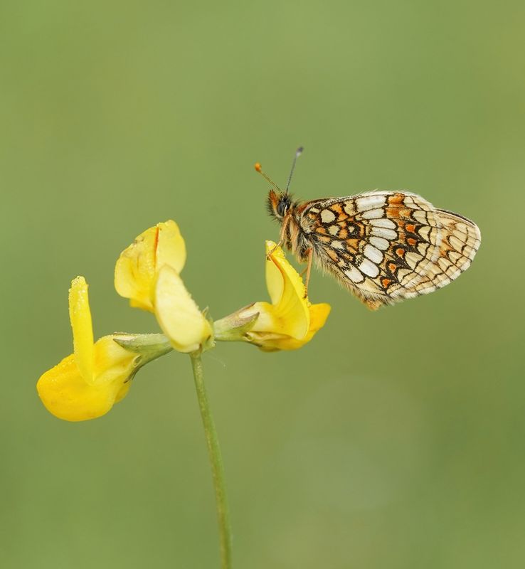 Oostelijke parelmoervlinder / Assmanns Fritillary