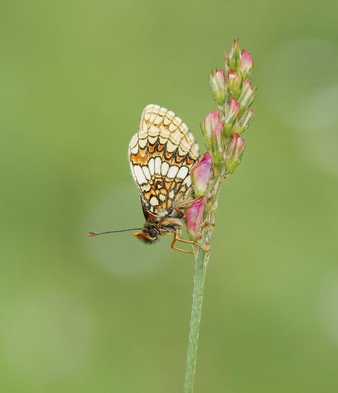 Oostelijke parelmoervlinder / Assmanns Fritillary
