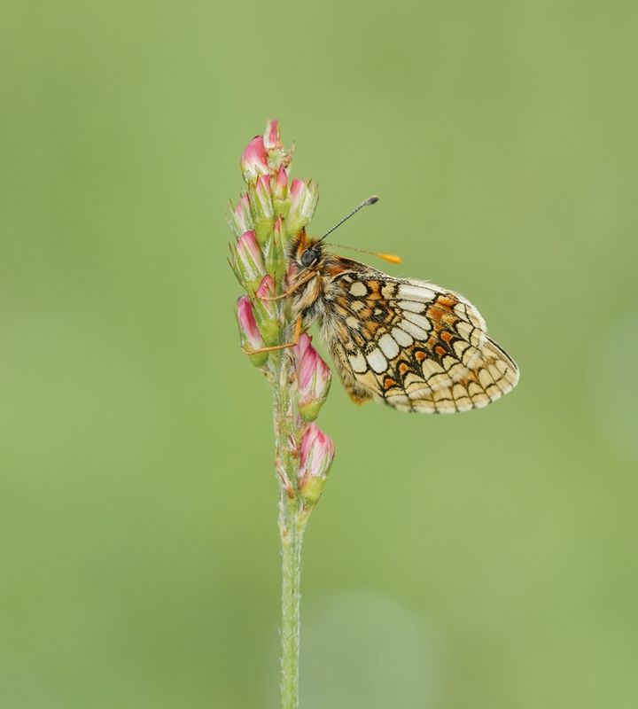 Oostelijke parelmoervlinder / Assmanns Fritillary