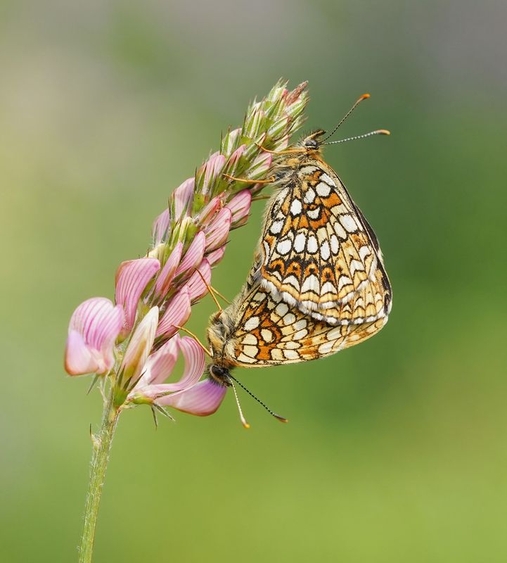 Woudparelmoervlinder / False Heath Fritillary