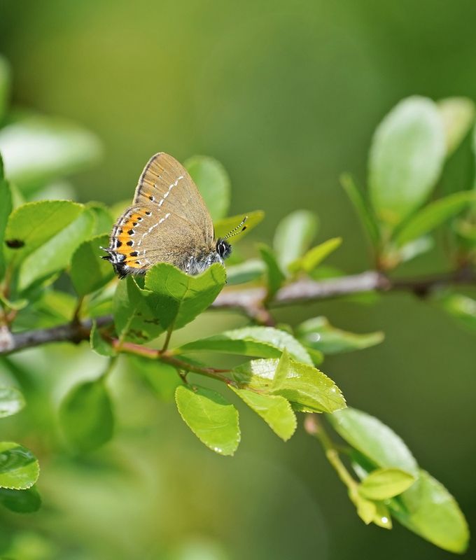 Pruimenpage / Black Hairstreak