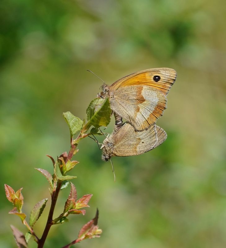 Bruin Zandoogje / Meadow Brown