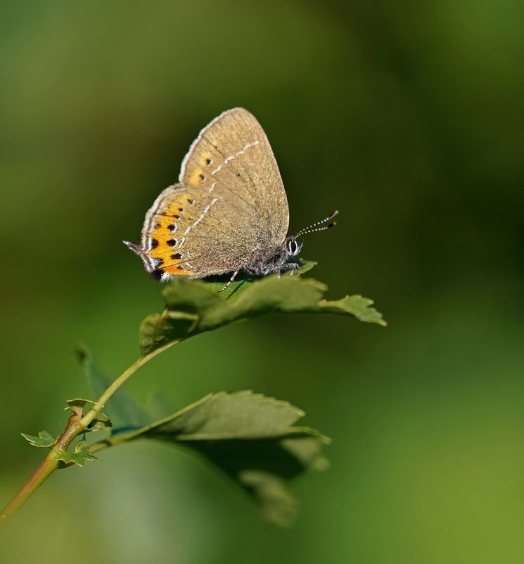 Pruimenpage / Black Hairstreak