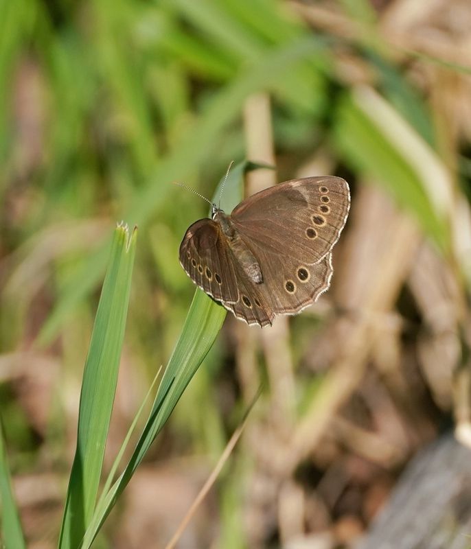 Boszandoog / Woodland Brown
