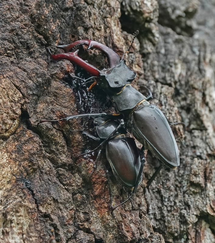 Vliegend Hert / Stag Beetle